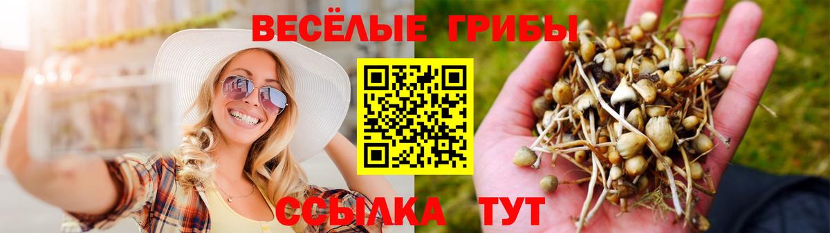 где купить наркоту  Псилоцибиновые грибы мухоморы  Вход с VPN  Черняховск 